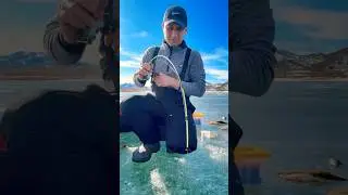 Catching them all day long #icefishing #fishing #california #nevada #yellowperch #trout