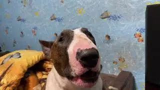 Бультерьер Пират смотрит видео и разговаривает=)