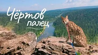 Восхождение сервала на Усьвинские столбы