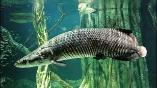 Shark in the big Aquarium | Aquaria | urdu | hindi | Daily Vlog