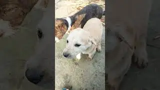 #Dewansh#sharma#shorts#video#funny #comedy#vilogrs