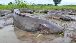Catching a Huge Mud Monster by Hand! Giant Mud Fish Discovered in Dry Season Field!