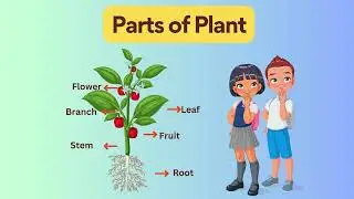 Parts of plant names and their functions | Different parts of plants / Photosynthesis #plants