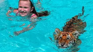 Florida Zoo Offers &lsquo;Swim With Tigers&rsquo; Attractions &hellip; But It&rsquo;s Not as &lsquo;Fun&rsquo; as it Sounds