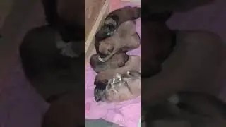 Little German golden shepherd puppies taking a nap 