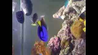 Reef tank triggerfish mating dance