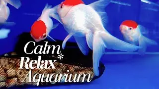 POV : Calm Aquarium 🐠 Deep Relaxation Music for Stress Relief, Sleep & Mental Peace (10 Min)