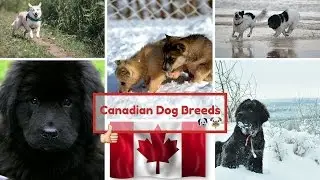 Canadian Dog Breeds