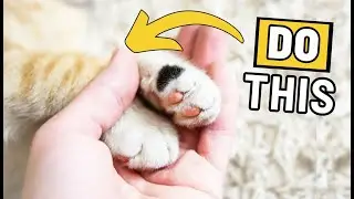 How to Make Your Cat Understand 