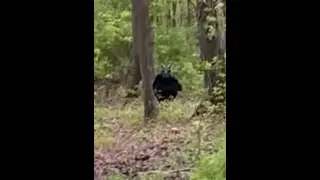 NO BS!! ONLY THE BEST CRYPTID SIGHTINGS OF 2025!!