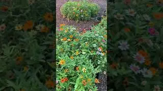 Profusion Zinnias in full bloom