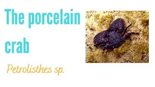 The Porcelain Crab in your nano reef tank