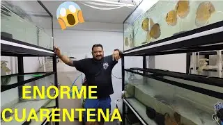 Una Gigantesca Cuarentena de Peces Disco Salvajes: Duran Discus (Chars Fishers)
