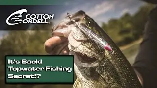 Introducing the Cotton Cordell Tail Weighted Boy Howdy (NEW Topwater Bass Fishing Lure!)