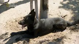 Pies zaczynał szaleć w towarzystwie swojej pani [Cesar Millan na ratunek]