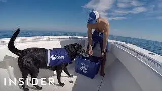 5 Pets The Internet Loved In 2018