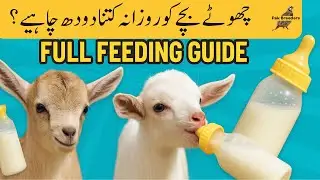 How Much Milk Does a Baby Goat Need Daily? Full Feeding Guide | Pak Breeders