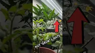 Grow Indoors w/ CHEAP LED Shop Lights #growlights #ledgrowlights #tomatoes #cannabis