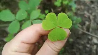 Identifying edible plants: Oxalis acetosella - wood sorrel.