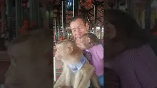 Monkey Sam & Asher & Grandpa hang out at the bar#shorts