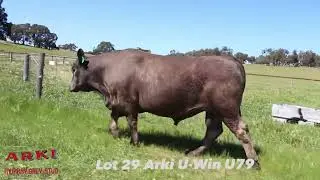 Lot 29 Arki U-Win U79 | Murray Grey Premier Sale 2025
