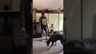 How To Teach A Proper &ldquo;SIT&rdquo; Command ~ #dogtraining #dogtrainer #gooddog #doglovers #fyp #viral