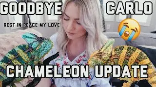 I Had To Put My Chameleon Down :(