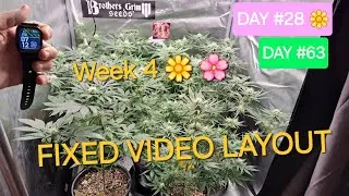 SEED TO HARVEST Flower Day #28! Week 4 Brothers Grimm Seeds, Cav's Snake Oil, Low Gravity Genetics!!