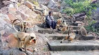 Love monkeys in nature.