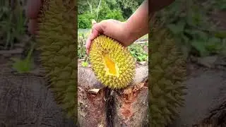 A smart tool, a sharp machete that is perfect for peeling perfectly ripe mini durians #shorts