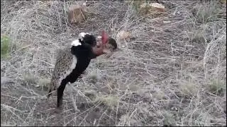 Boskorhaan/ Red Crested Korhaan/ Suicide bird trying to impress the female.