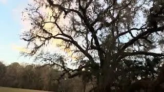 Big big big huge huge Live Oak Tree Potts Preserve 