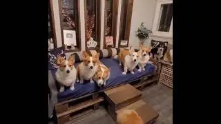 Genius dogs