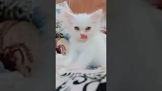 Persian doll face kitten price #persiancatgujranwala #cat #catbreed #cattype #thepetbook #kitten