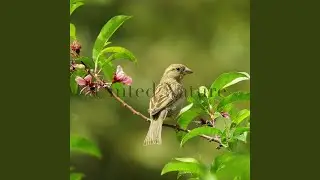 Scandinavian Birds