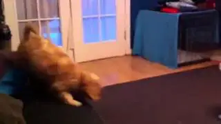 Sookie Cavapoo jumping. Lol!