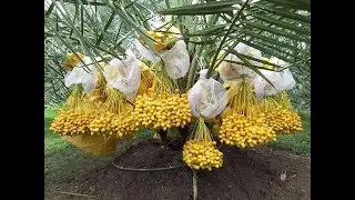 مقطع صوتي..في ظلال النخيل إرشادات زراعية مهمة/دعبدالباسط عودة ابراهيم