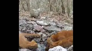The man prepared a small puddle in the forest of Brazil, recorded the creatures benefit from water