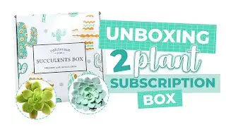 Succulents Box - 2 plants/ month subscription box unboxing | New box design