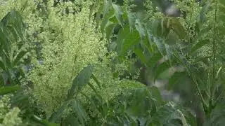 Deep Forest Rainfall 10 Hours - No Music, Just Pure Nature Sounds for Relaxation
