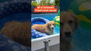what&rsquo;s your favorite boat name? #PoolTime #FunnyDog #SwimmingDog