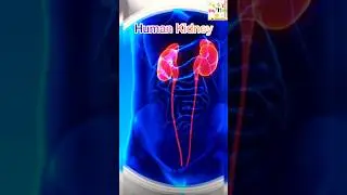 #kidney #3danimation #ai #class #10science #9science #11science #12science #science #motivation