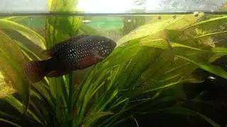 #trending # Red jewel cichlid on lease