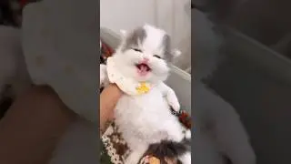 Caught Being Cute Again! 🎥🐱#cute  #cat #kitten #meow  #funny