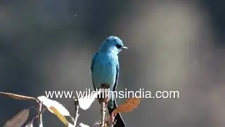Most beautiful trilling caller in Himalaya: Verditer Flycatcher warbles its call loudly in spring
