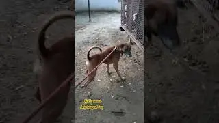 combai kutty mani my rugged boy 6.5years old #dog #doglover  #combai dog breed