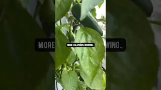 How to Grow Jalape&ntilde;os! creative explained