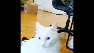 Talking cat: David Bowie says thank you 💕 smash SUBSCRIBE button for more cuteness!!😍🐈