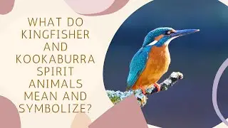 What Do Kingfisher and Kookaburra Spirit Animals Mean and Symbolize?