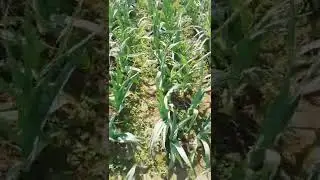 G1 garlic of Pakistan | G1 luhsan #garlic #G1 #shorts